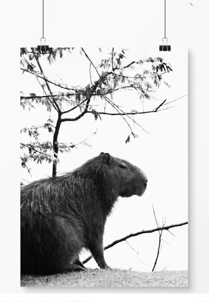 Poster capivara