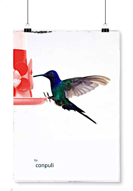 poster coliri aral